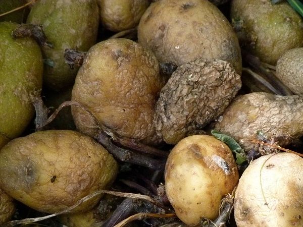 Rotting potatoes